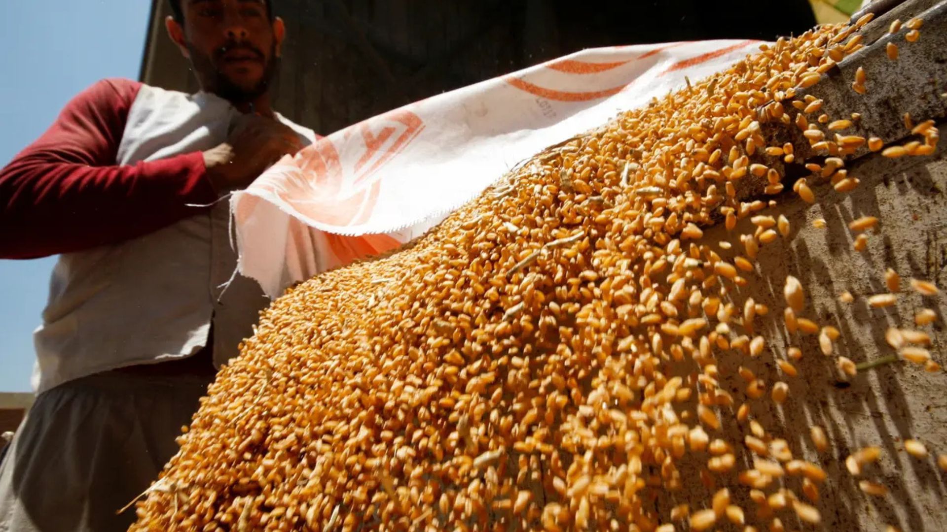 مصر تشتري 4.5 مليون طن من القمح المحلي منذ بداية موسم التوريد