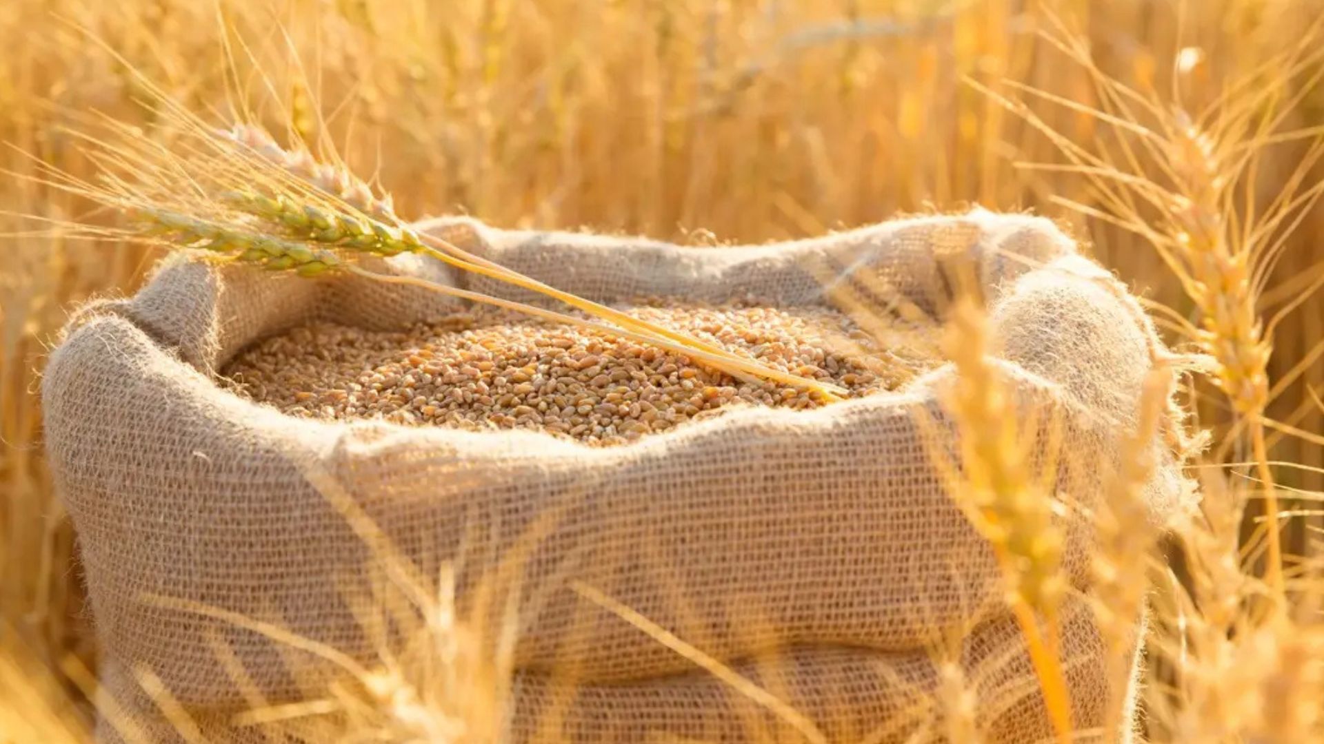 مصر تقلص وارداتها من القمح إلى 12.5 مليون طن خلال العام المالي