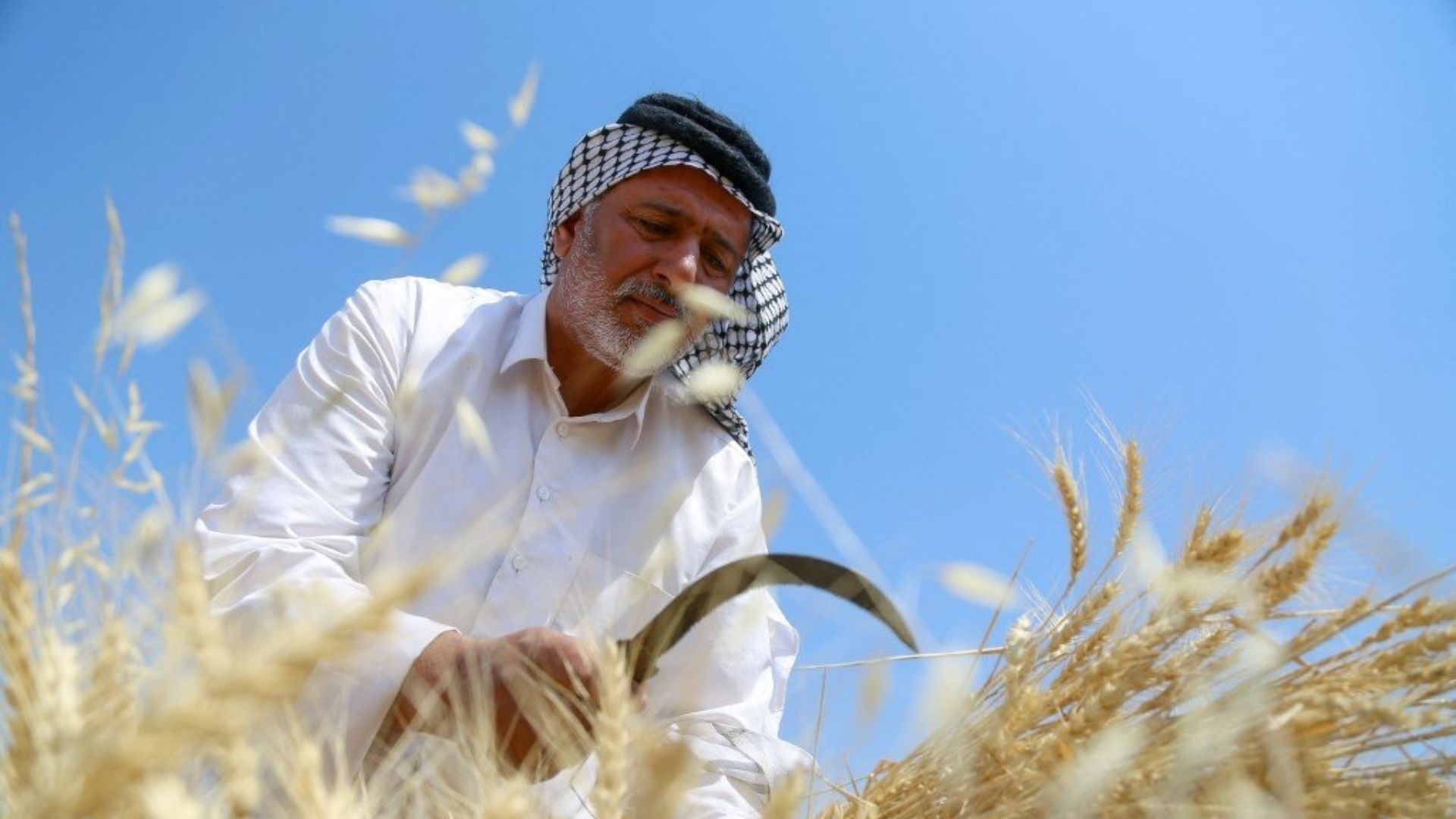 العراق يشتري 4.8 ملايين طن من القمح المحلي ويمهد لتصدير الفائض