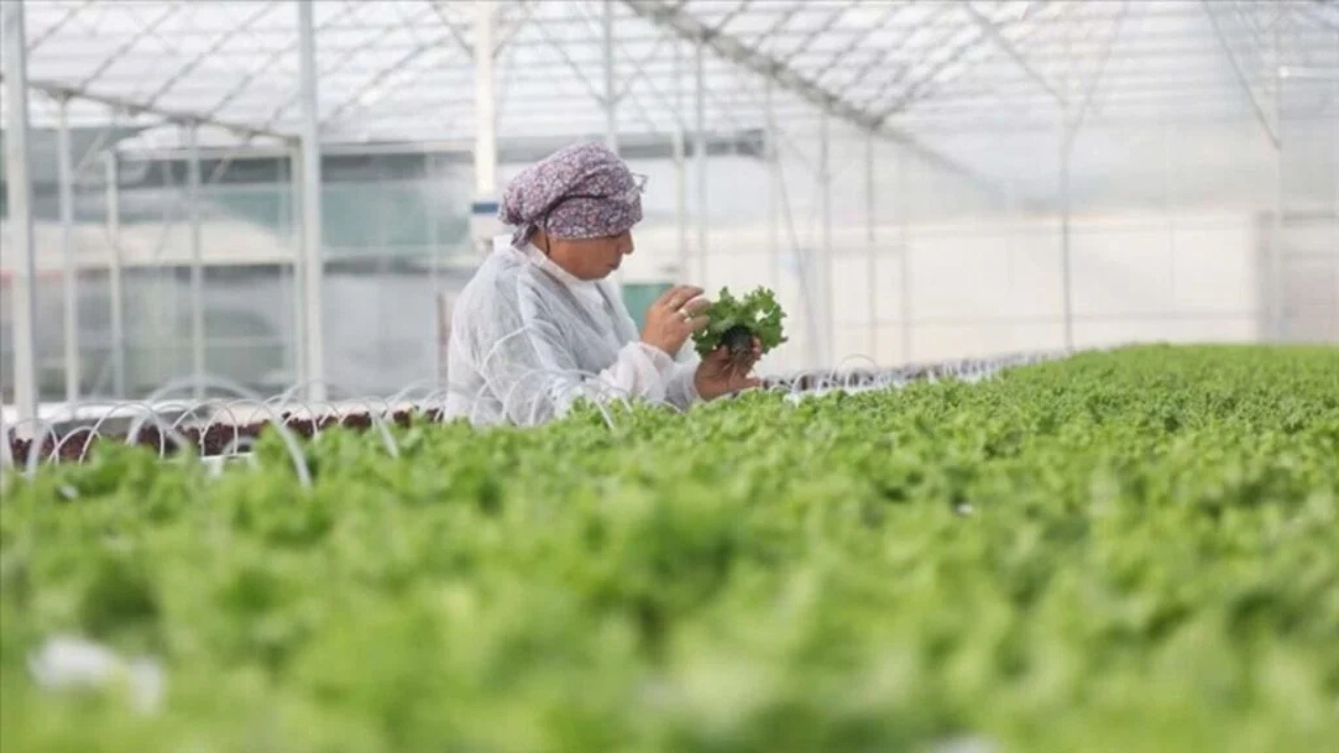 الزراعة التركية تحقق عائدات قياسية في 2025 