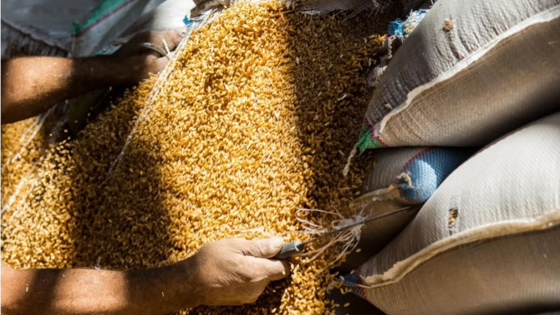 مصر تختتم موسم القمح المحلي بمشتريات تبلغ 4.72 مليون طن