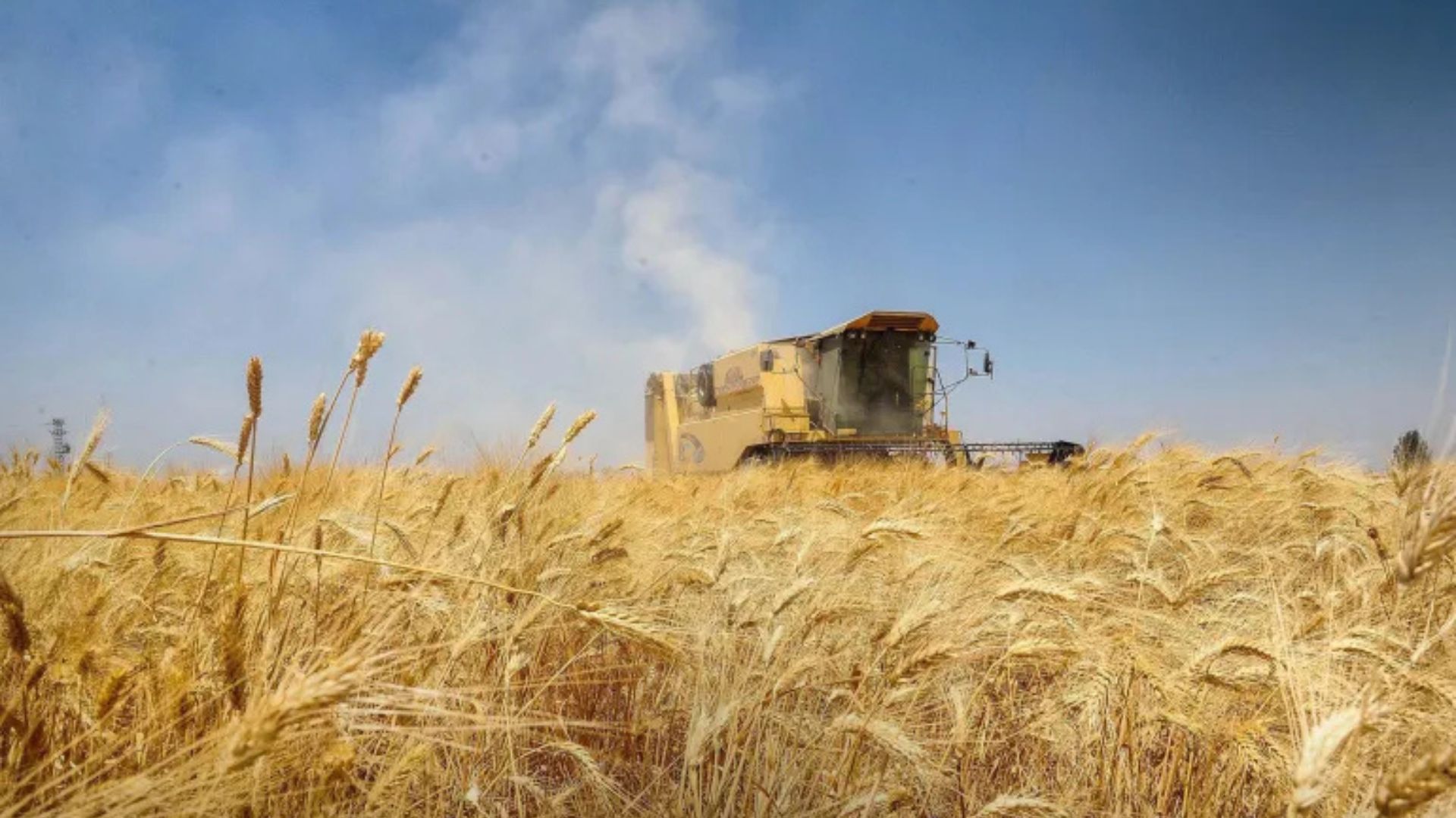 القمح يقفز 19% في أغسطس ويسجل أعلى مستوى منذ 2023