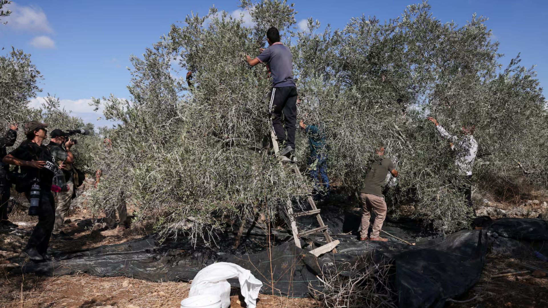 فلسطينيون يواجهون تحديات في قطف ثمار الزيتون بالضفة الغربية